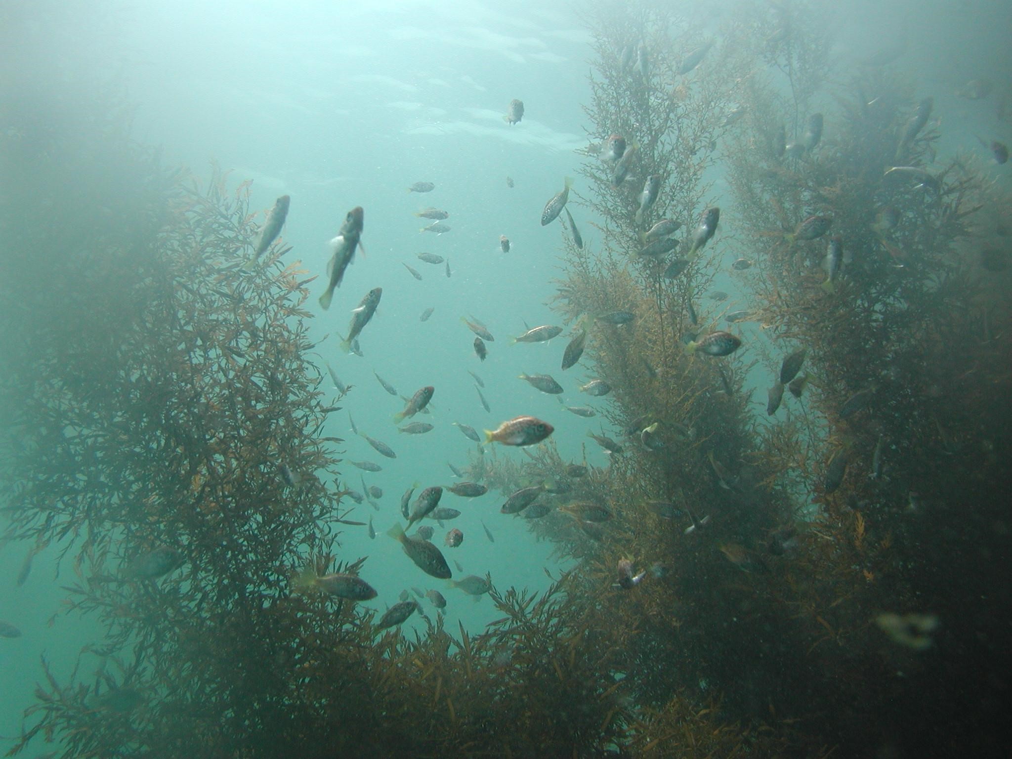 関西国際空港の藻場の写真／Photo of a seaweed bed around Kansai International Airport